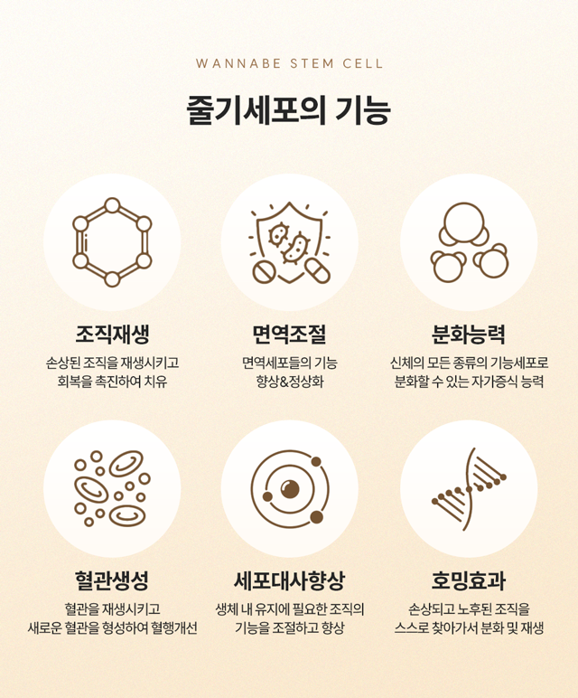 줄기세포의 기능 : 1.조직재생-손상된 조직을 재생시키고, 회복을 촉진하여 치유, 2.면역조절-면역세포들의 기능 향상&정상화, 3.분화능력-신체의 모든 종류의 기능세포로 분화할 수 있는 자가증식 능력, 4.혈관생성-혈관을 재생시키고, 새로운 혈관을 형성하여 혈행개선, 5.세포대사향상-생체 내 유지에 필요한 조직의 기능을 조절하고 향상, 6.호밍효과-손상되고 노후된 조직을 스스로 찾아가서 분화 및 재생.